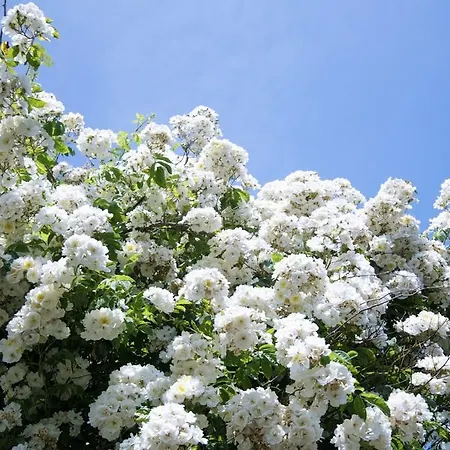 Frühstückspension Gortnadiha 4*